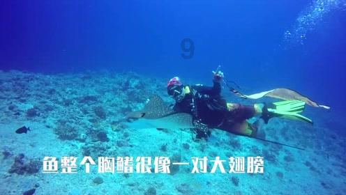 探探猫历险记2