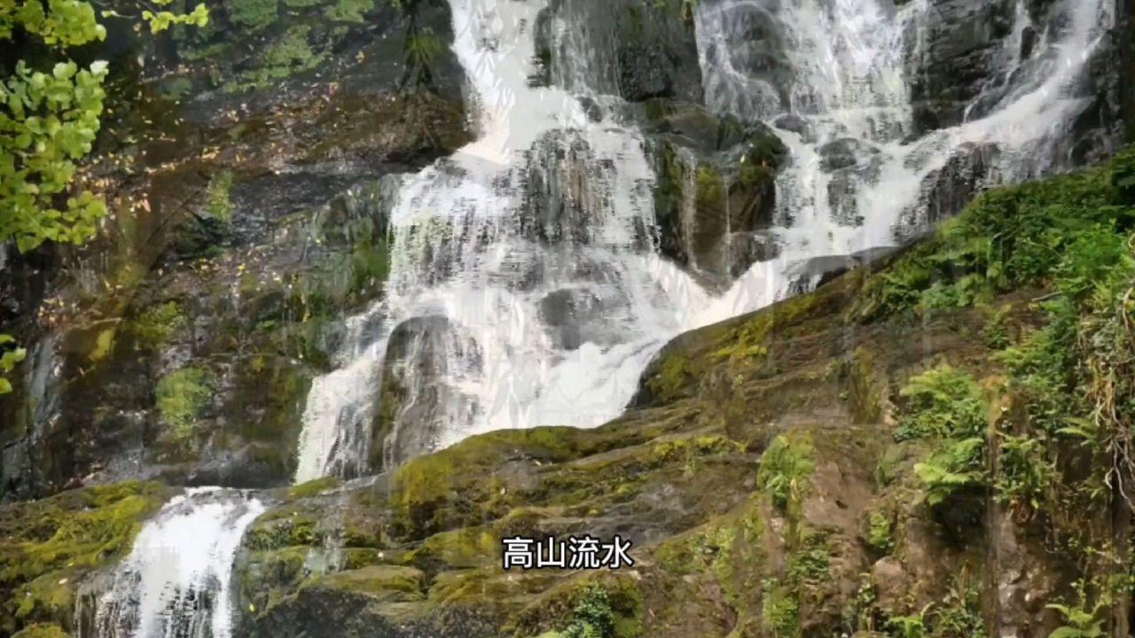 白孔雀救援